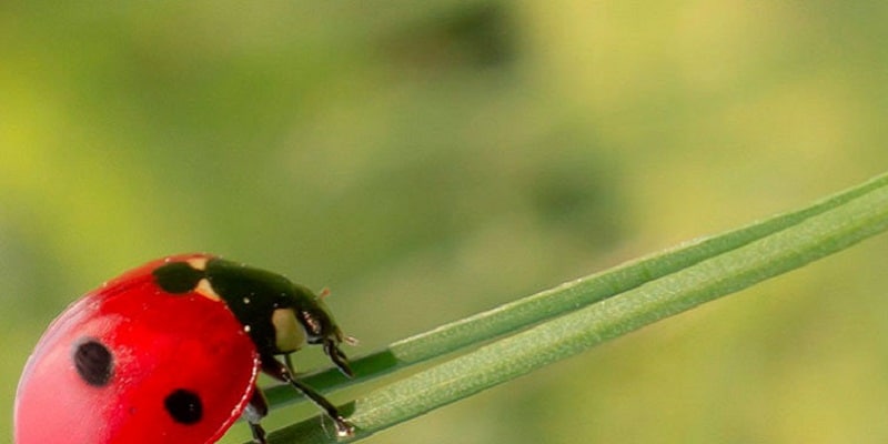 insectos beneficiosos para el jardin