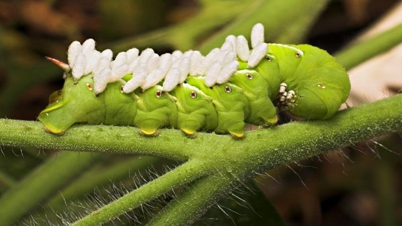 insectos beneficiosos para el jardin 1