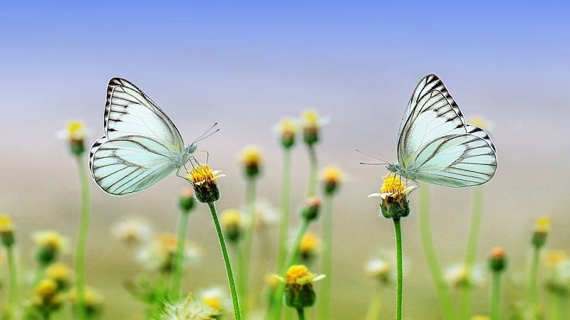 insectos beneficiosos para el jardin