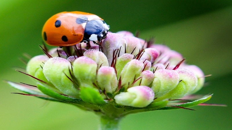 insectos beneficiosos para los humanos