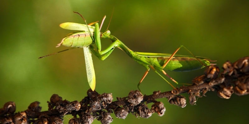 insectos carnivoros 1