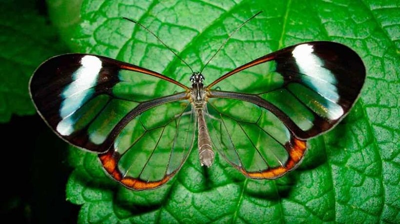 insectos defendiendose de depredadores