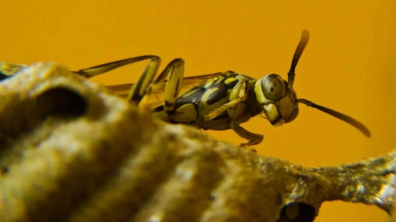 insectos defendiendose de depredadores 1