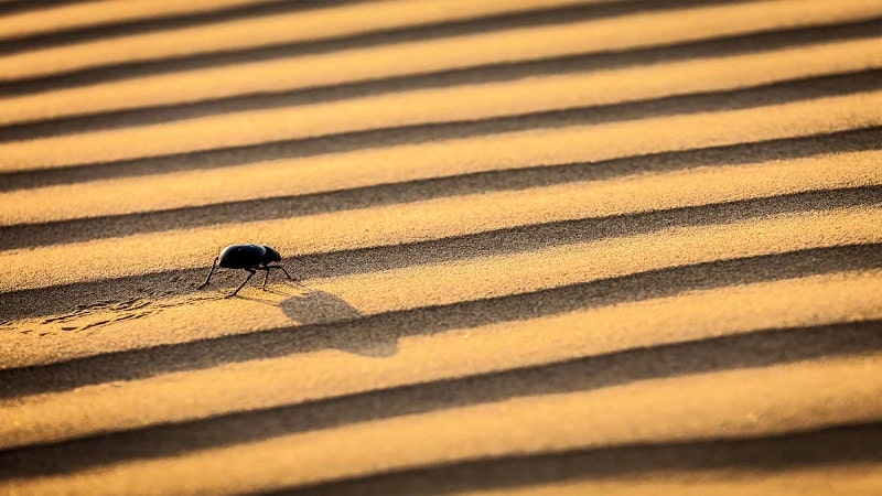 insectos desierto