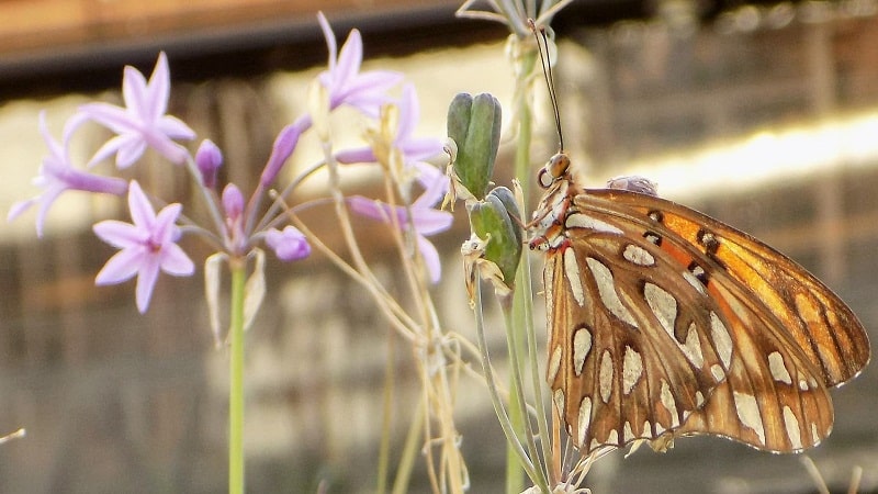 insectos diversos