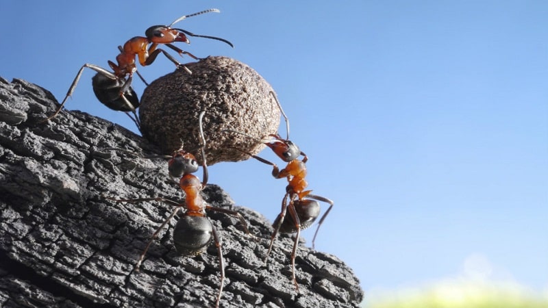 insectos dominan la tierra