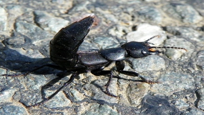 insectos dominan tierra