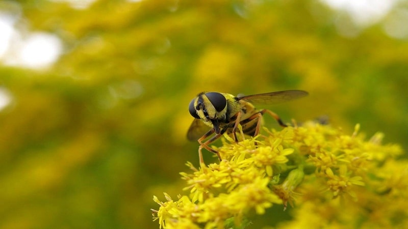 insectos en agricultura