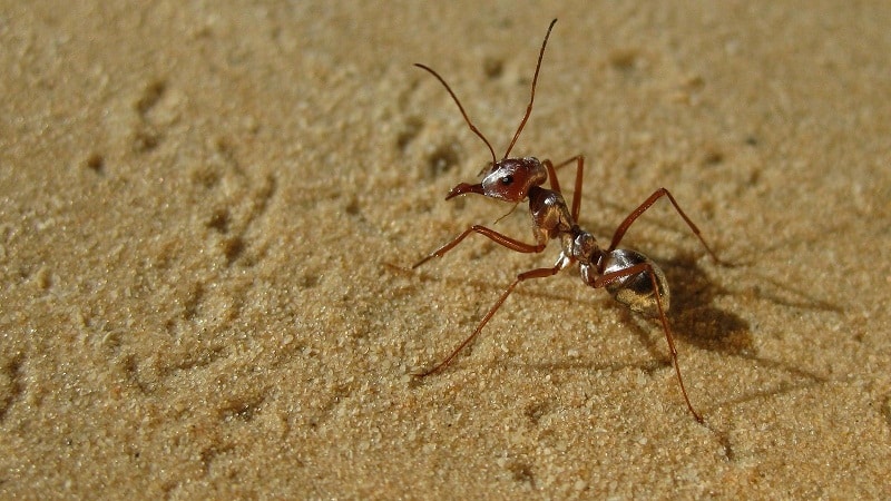 insectos en desierto