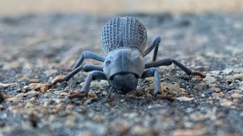 insectos en el desierto