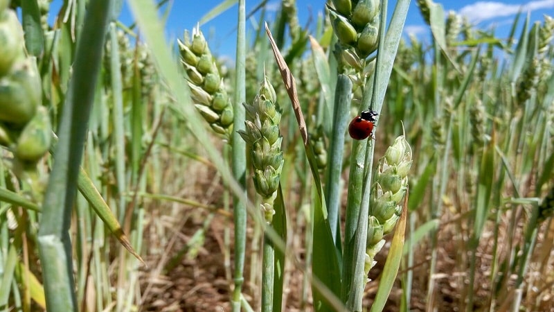 insectos en la agricultura