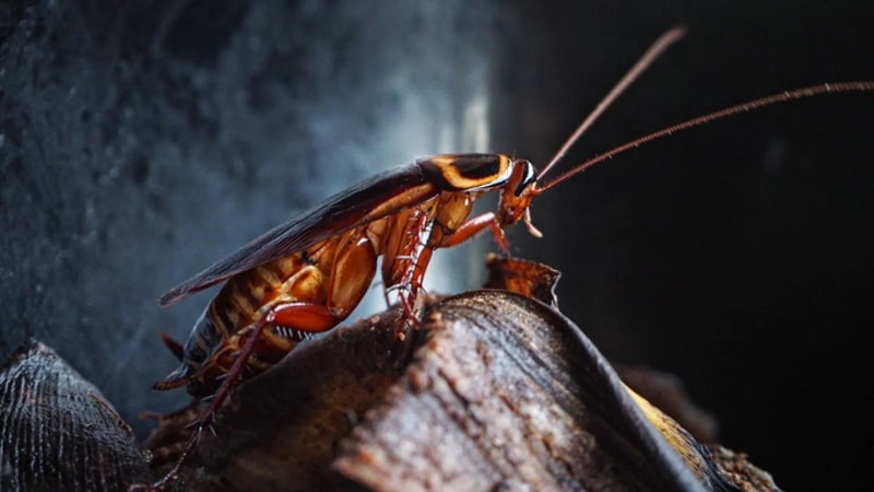 insectos en la medicina 2