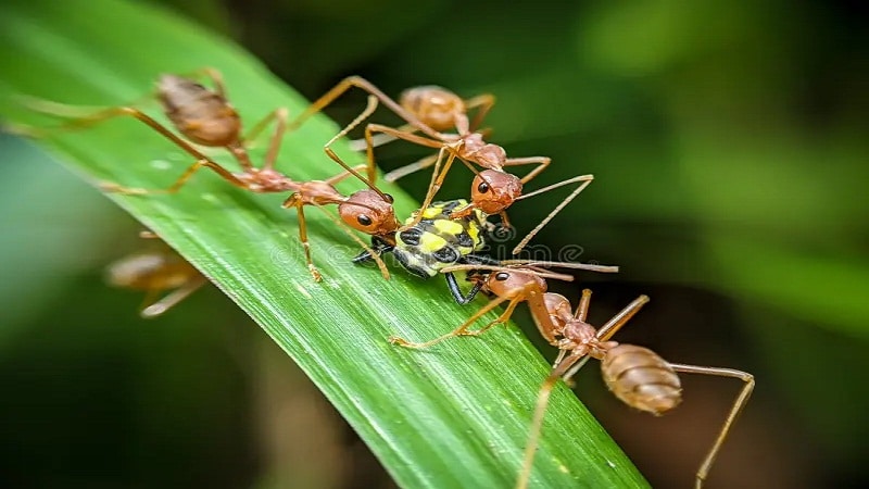 insectos en la medicina