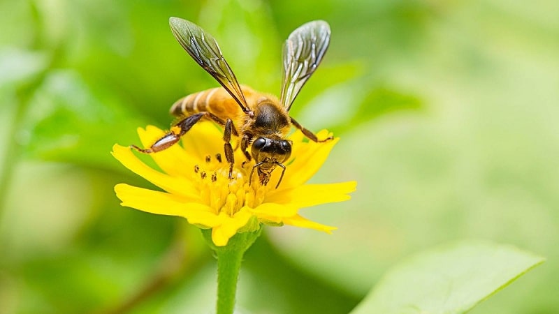 insectos en los ecosistemas