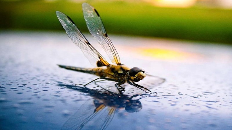 insectos en peligro de