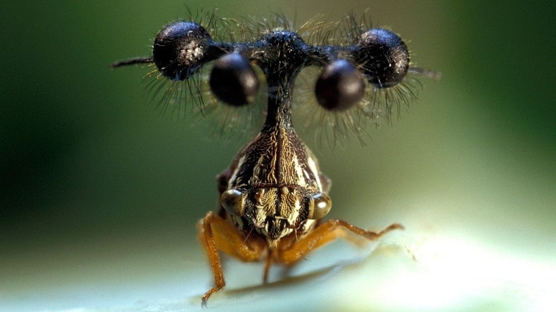 insectos mas raros del mundo