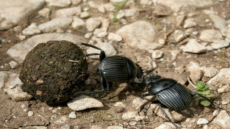 insectos materia organica