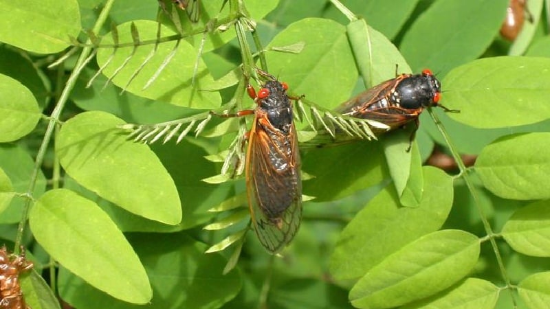 insectos no nativos