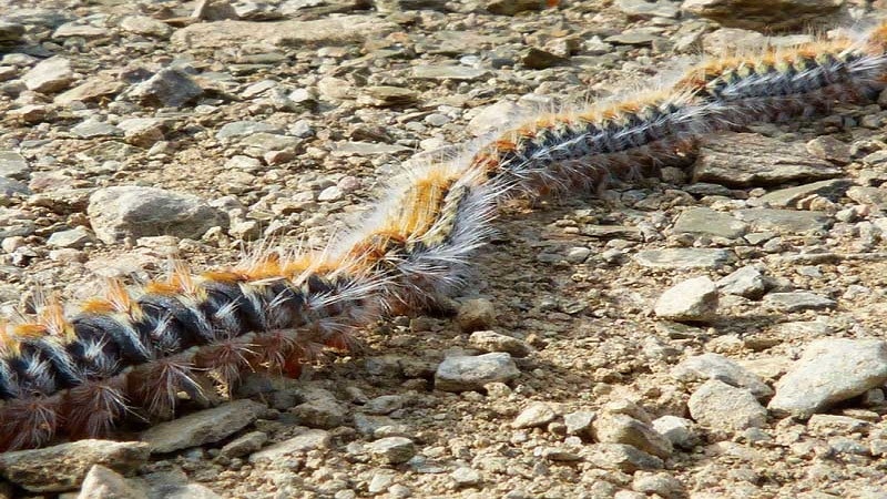 insectos peligrosos para mascotas