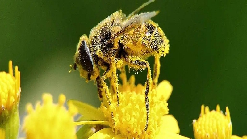 insectos polinizacion