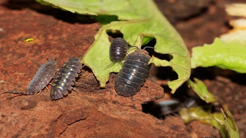 insectos que descomponen materia organica