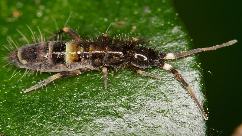 insectos que dominan la tierra