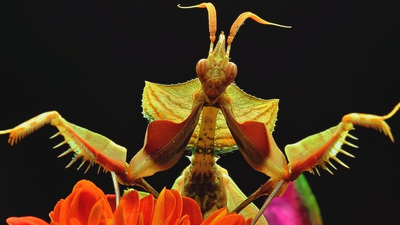 insectos raros del planeta tierra