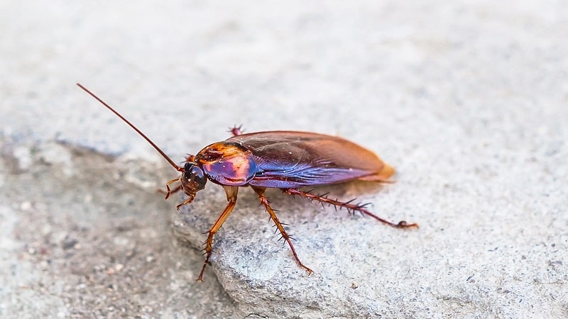 insectos resistente a la radiacion