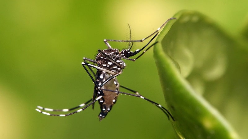 insectos y la propagacion de enfermedades