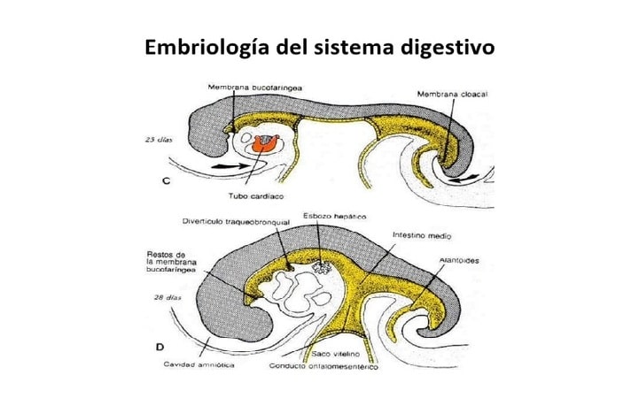 intestinos del embrion 1