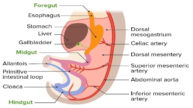 intestinos del embrion