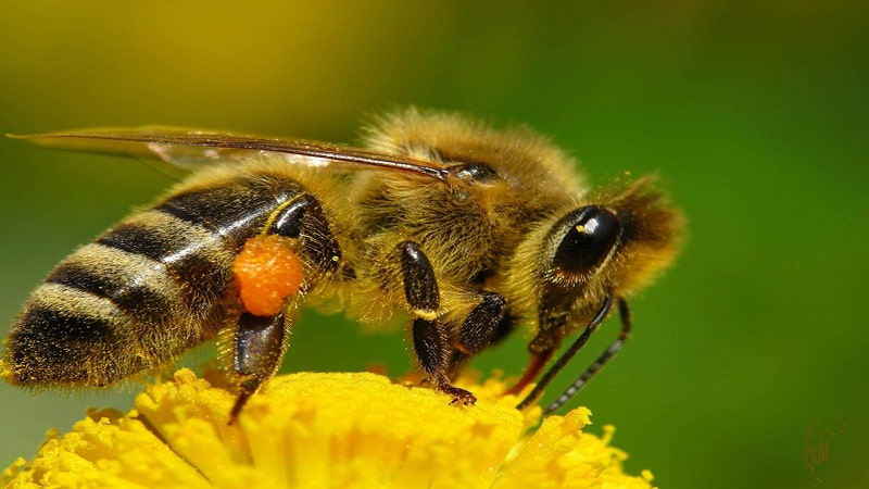 jerarquia de abejas
