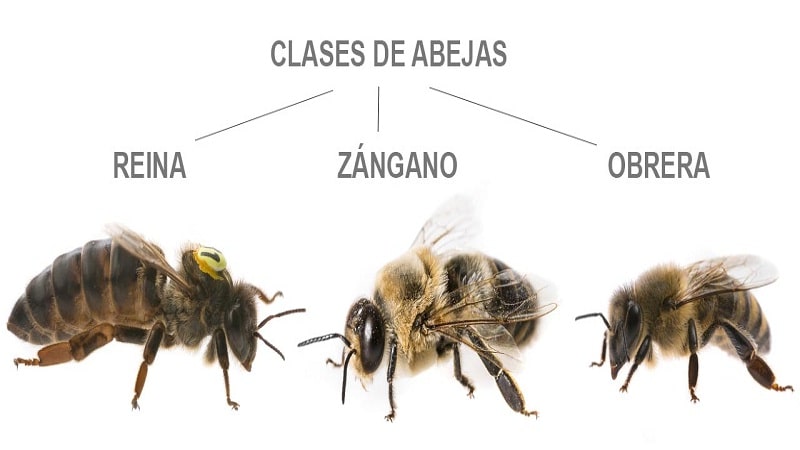 jerarquia de abejas 1