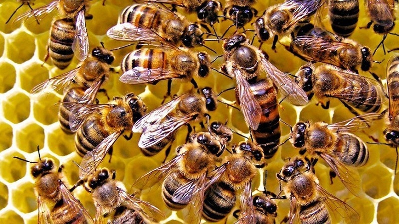 jerarquia de abejas