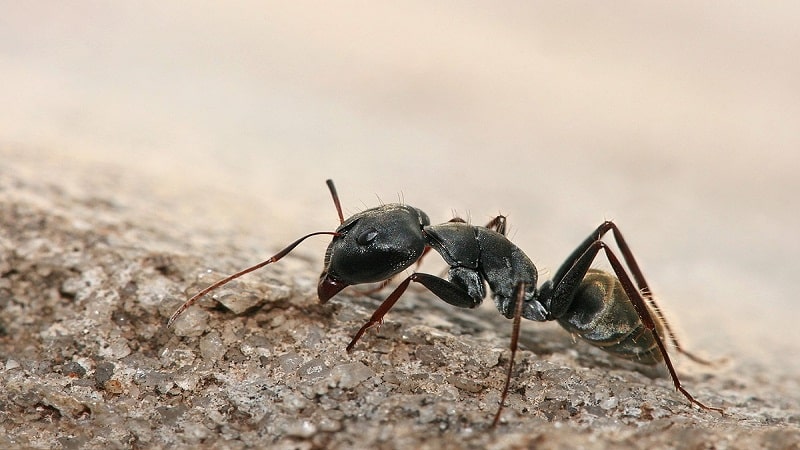 la hormiga parasita 1