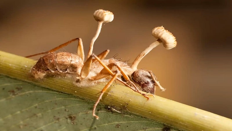 las hormigas parasitas