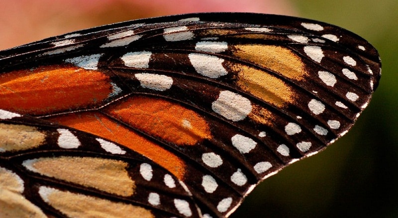 marcas en las alas de mariposas 1