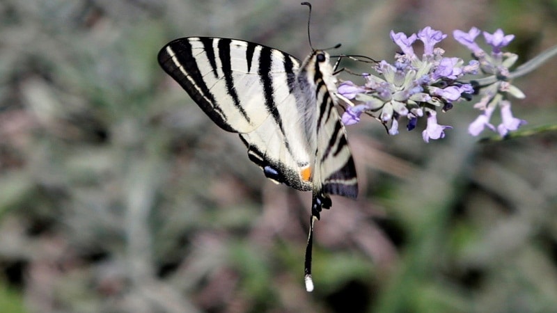 marcas en las alas de mariposas