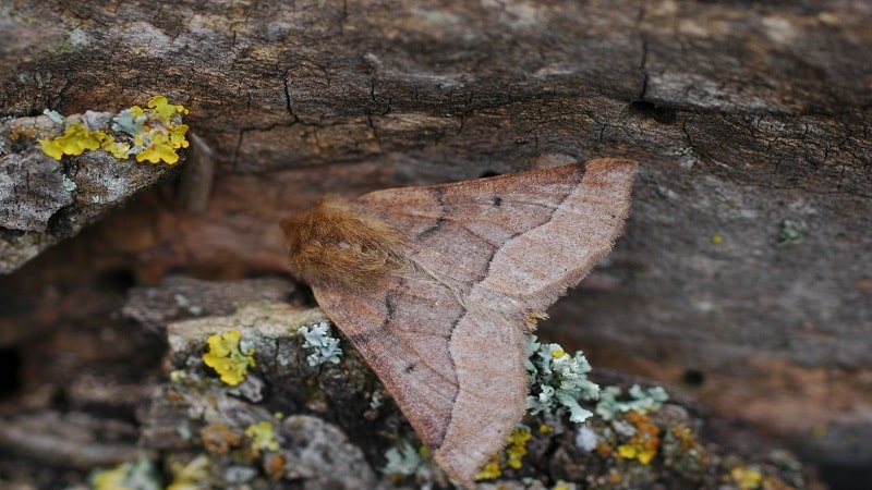 mariposa diurna y nocturna