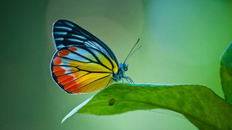 mariposa diurna y nocturnas