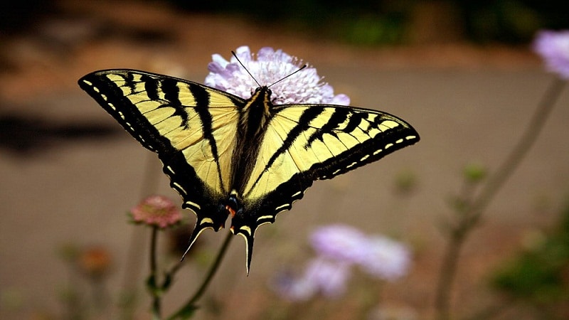 mariposa diurnas y nocturnas