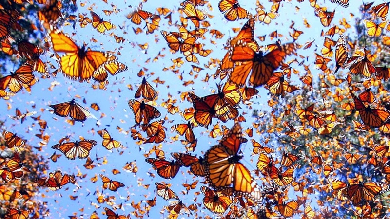 mariposa migracion