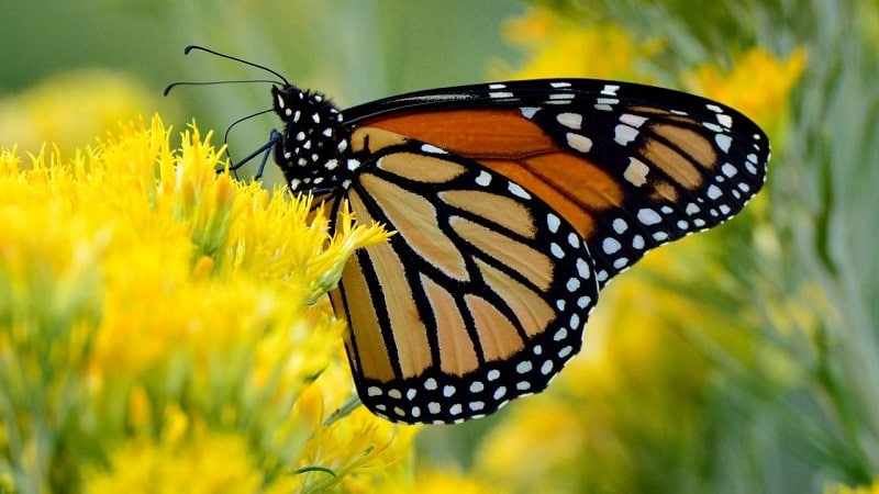 mariposa monarca migracion