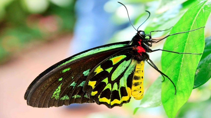 mariposas con mas colores