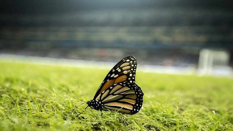 mariposas durante el invierno