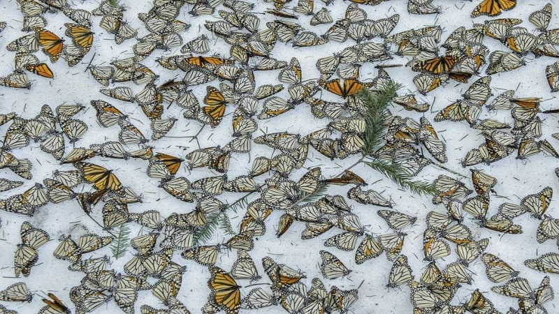 mariposas durante invierno