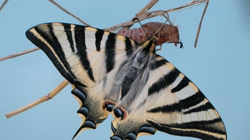 mariposas emergen de crisalida