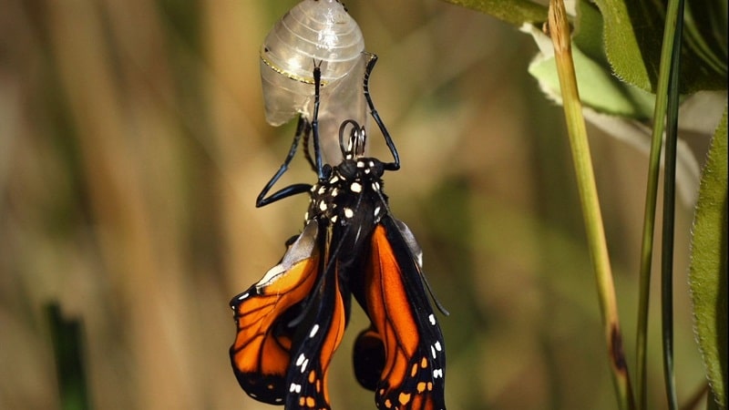 mariposas emergen de crisalida 1