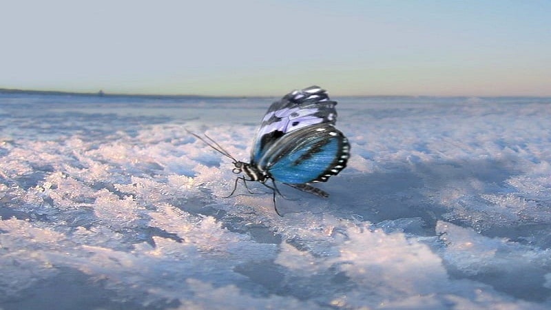 mariposas invierno