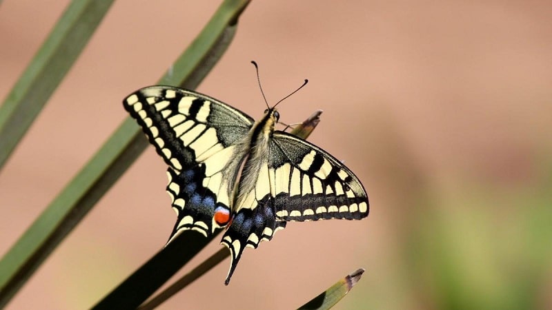 mariposas machos y hembras 1 1